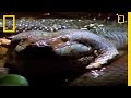 Anaconda ruokailee