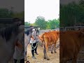 Horse Cow Animals Horselover Equestrian Horsemeat Foodhumor Hungryhorse Foodjokes Animalfo