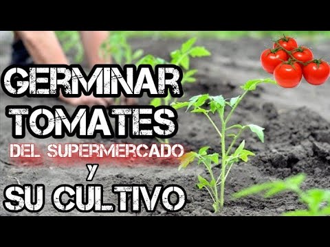 , title : 'Cultivo COMPLETO Del TOMATE Desde la Siembra hasta la Recolecta | Huerta Forestal'