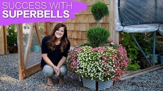 How To Successfully Grow Superbells