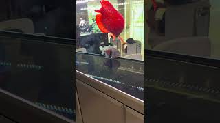 Download lagu ARWANA SUPER RED IMLEK ! mp3