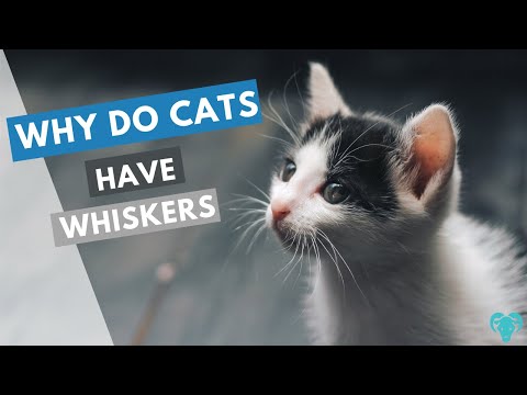 why do cats have whiskers ? || NYK
