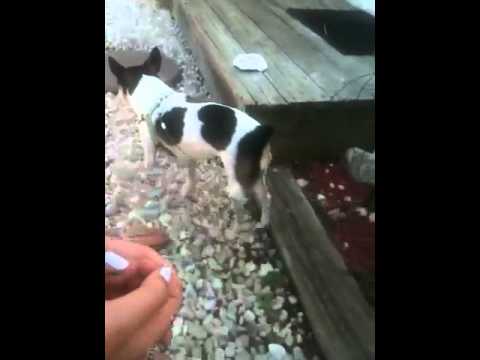 Zeena the cat attacker