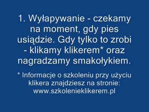 Komendy "siad" oraz "waruj" / Jak nauczyć psa siadania?
