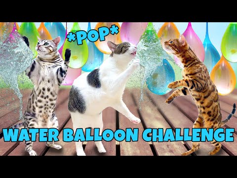 Cats Vs Hanging Water Balloons Challenge (Original Video)