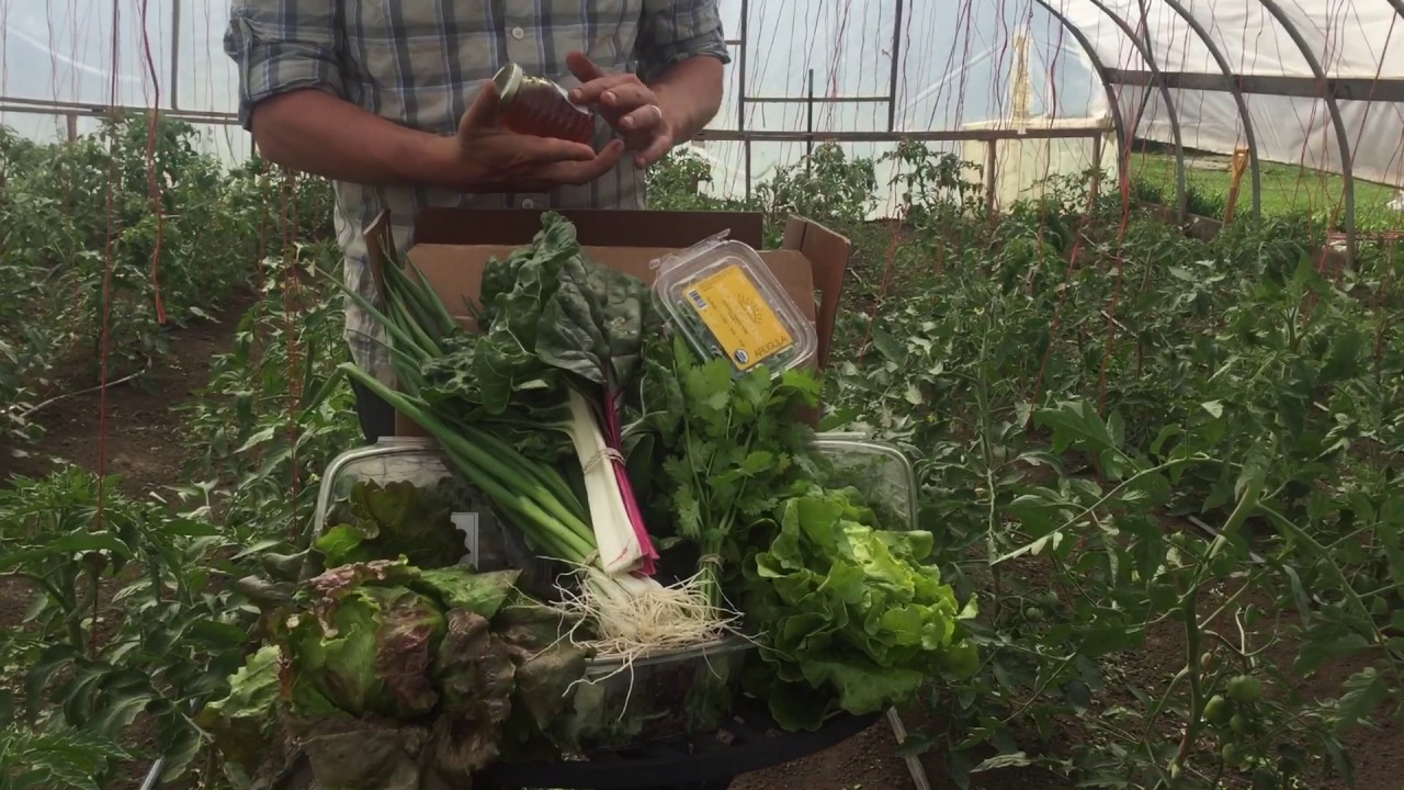 Unpacking the CSA Box - Summer CSA 2017 Week 1