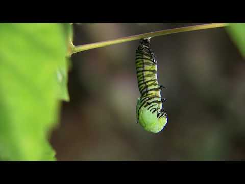 Jamie B Sings - Four Chord Symphony (Official Video)