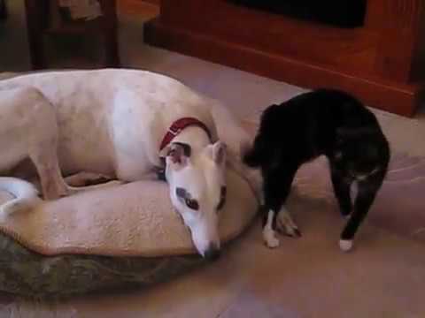 Greyhound seduced by a cat