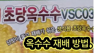 옥수수 재배 방법 #옥수수는 이렇게 심으세요.