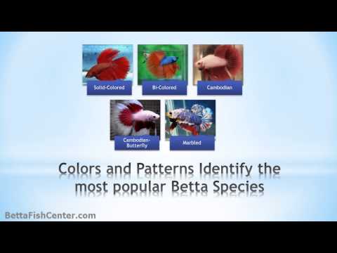 Betta Fish History and Recommendations - Your Magical Betta