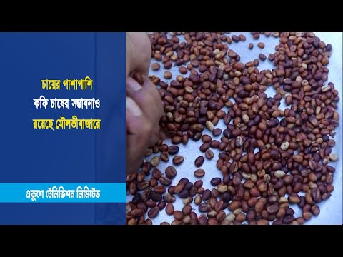 চায়ের পাশাপাশি কফি চাষের সম্ভাবনাও রয়েছে মৌলভীবাজারে | ETV News