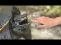 Can A Snapping Turtle Bite Your Hand Off The Ultimate Bite Test