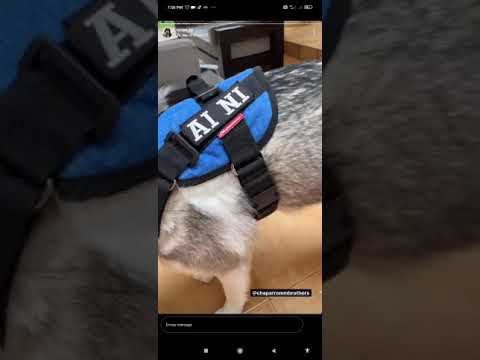 thumbnail video image 2 of Cama colchoneta para perro Calupoh Arts Cama Confort, 2 of 5