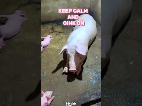 Keep calm and oink on!