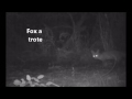 Fox a trote