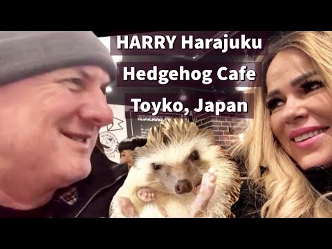 HARRY HEDGEHOG CAFE- HARAJUKU! Visiting Tokyo's Most Adorable Animal Cafe!