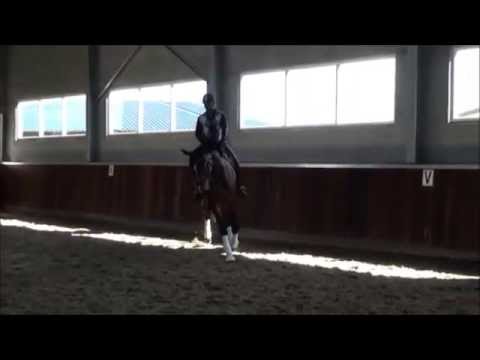 SOLD: 3yrs old dressage gelding Hylton by Bon Bravour