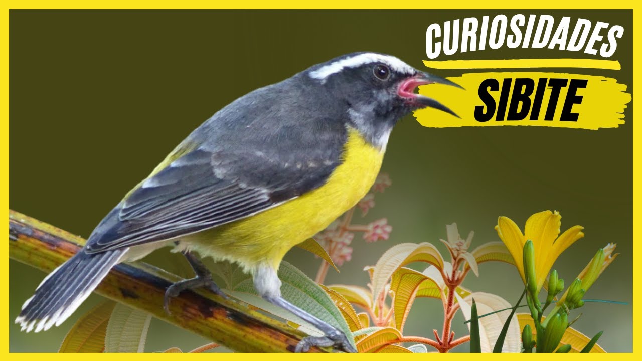 Curiosidades Sobre o Sibite (Cambacica) Veja os Fatos Interessantes Sobre a Ave