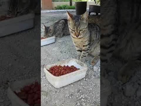 Two tabby cats eating food