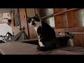 Tuxedo Cat Didn T Come Without Seeing The Food