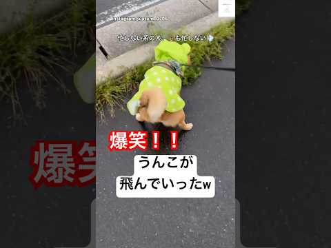 爆笑‼️うんこが弾丸みたいに転がってった😂　#柴犬　#犬 #犬のいる暮らし #おもしろ #散歩