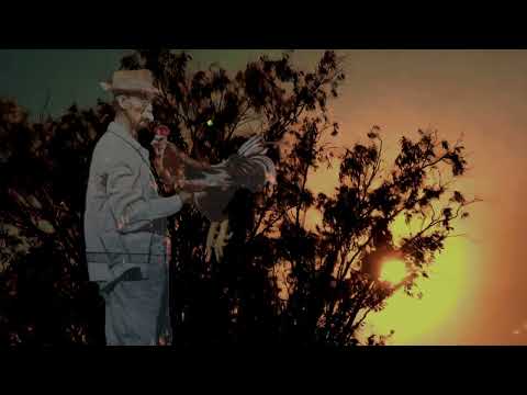 Wading Birdz - The Pulp