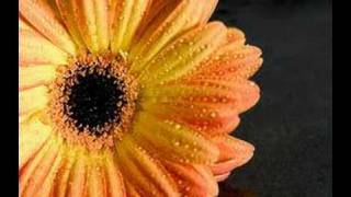 "And say: truth has (now) arrived, and falsehood perished: for falsehood is (by its nature) bound to perish." (Quran, 17:81)