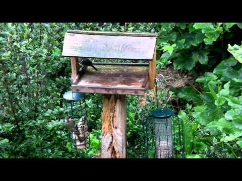 Great tit family on feeder