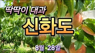 [복숭아재배] 딱딱이 대과/ 4키로 10과 이내 80% 이상 /김좌현님
