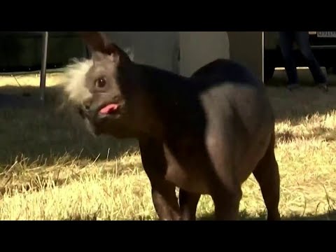 Meet the World's Ugliest Dog