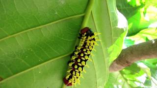 preview picture of video 'Giant Spiky Caterpillars in Madagascar'