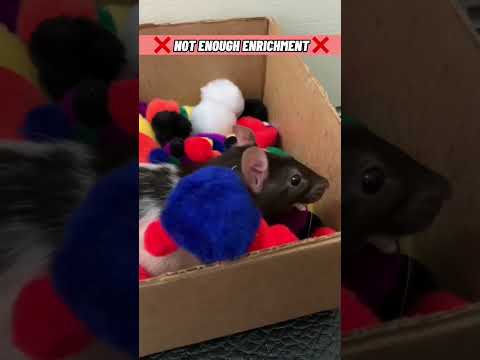 10 Common Pet Rat Care Mistakes (part 1)