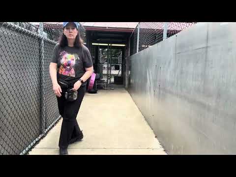 Sizzle, adoptable American Pit Bull Terrier / Bull Terrier at Chicago Animal Care and Control