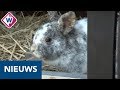 Hoe krijgen de dieren op de kinderboerderij verkoeling?- OMROEP WEST