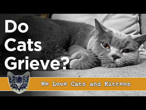 How To Know If Your Cat Is Grieving — Real Signs Of Cat Loss & What To Do