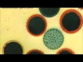 Lungfish - love will ruin your mind 