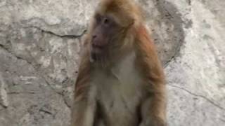 preview picture of video 'Monkey pit at GuiLin China zoo'