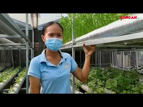 Vườn rau 4.0 - Tâm huyết của người phụ nữ vượt khó @Báo Long An