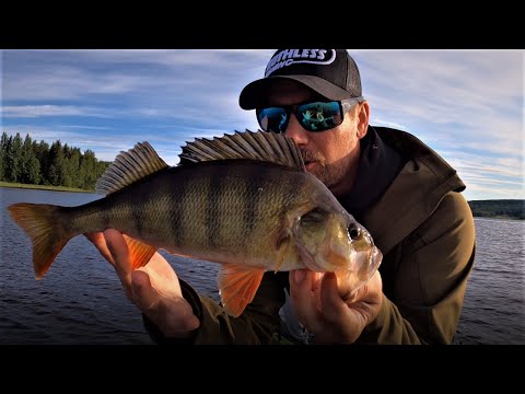 PUOLENKILON MÖYKKYÄ JIGILLÄ | SAVUSTELLAAN AHVENTA SÄHKÖLLÄ!