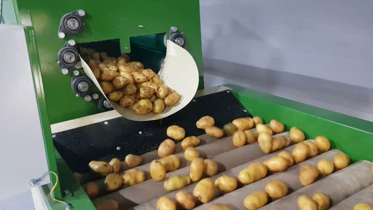 линия мойки, полировки, фетровой сушки, сортировки, калибровки, фасовки, упаковки картофеля, овощей, моркови, лука, свеклы, корнеплодов