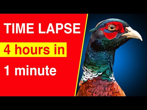 Time lapse 4 hours in 1minute