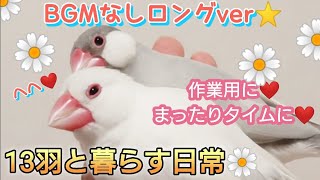 【文鳥】BGMなしロングver☆作業用、まったりタイムに♪癒しの時間詰め合わせ☆