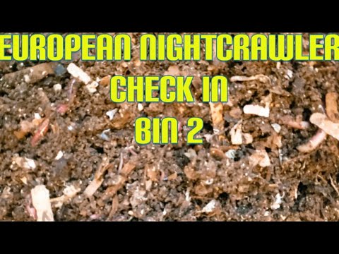 ENC check in - Bin 2