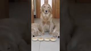 ☆Super Cute Animals☆Cute cats and funy dogs＆cat　videos compilation2021C⑮#Shorts