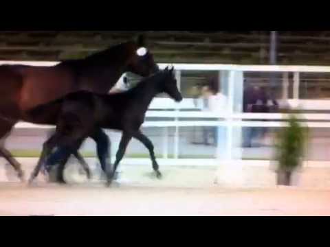 Stutfohlen Finest- Rubin Royal- De Niro