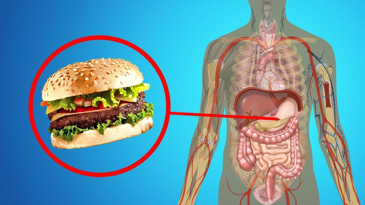 Еда внутри человека. Человек из овощей. Еда внутри человека. Паразиты в желудке человека. Переполненный желудок.