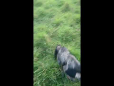 Grifones azules Capo y Valce 4 mss primer rastro de jabalí casero