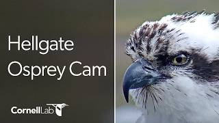 Hellgate Ospreys Nest Cam | Cornell Lab | University of Montana live webcam