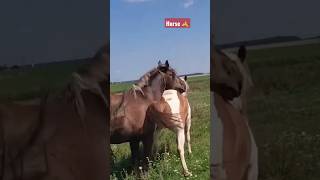 Download lagu Horse mating HD mp3