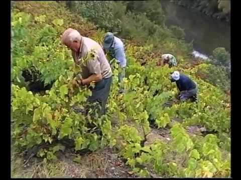 Vendémias al ras de Tarn a cò de Taurines